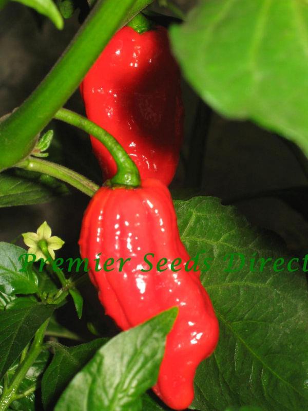 Hot Chilli Pepper Bhut Jolokia Red
