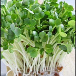 Organic Sprouting Seeds Radish Daikon White