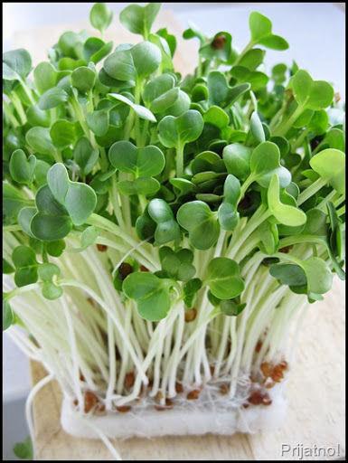 Organic Sprouting Seeds Radish Daikon White