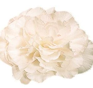 Begonia Nonstop Apple Blossom