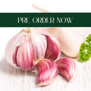 Garlic Morado