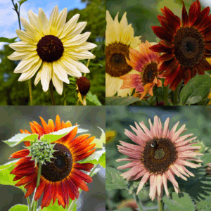 All Colour Sunflower Bundle
