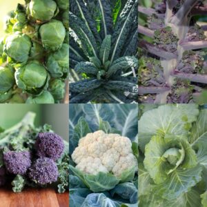 All Season Brassica Bundle