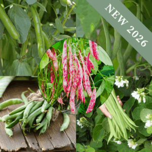 All the Beans Bundle