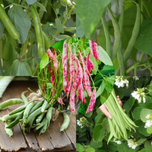 All the Beans Bundle