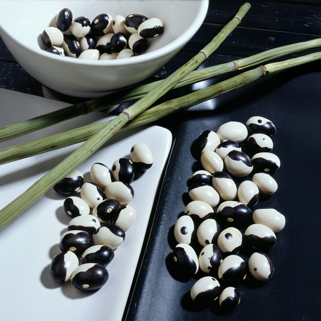 Bean Yin Yang - Image 2