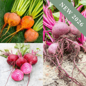 Beetroot Colour Bundle