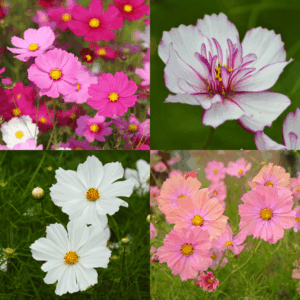 Best Selling Cosmos Bundle