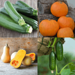 Best Selling Cucurbits