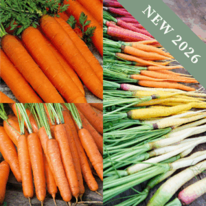 Bestsellers Carrot Bundle