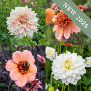 'Dahlia Bestsellers' Collection