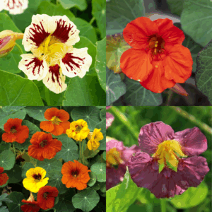 Bestsellers Nasturtium Bundle