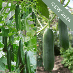 Bestselling Cucumber Bundle