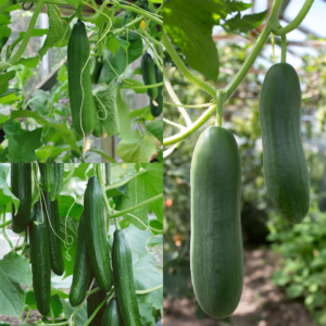 Bestselling Cucumber Bundle