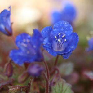 California Bluebell Seeds