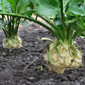 Celeriac Brilliant