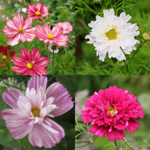 Cosmos New Varieties Bundle