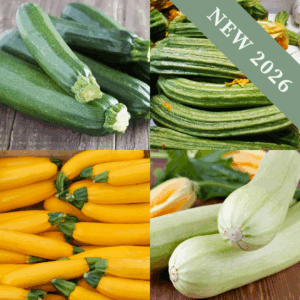 Courgette Colour Bundle