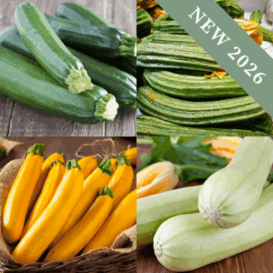 Courgette Colour Bundle