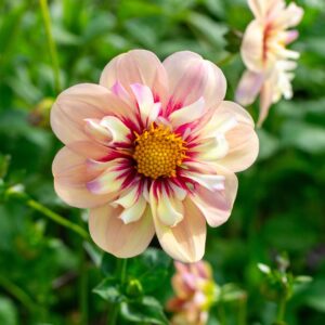 Dahlia Tubers