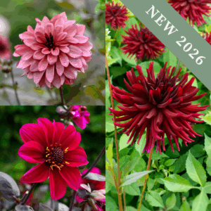 'Dark Night' Collection