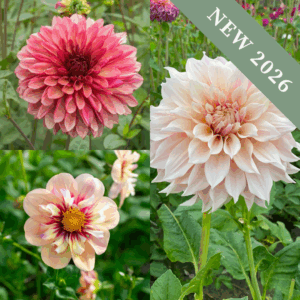 'Delicious Dahlias' Collection