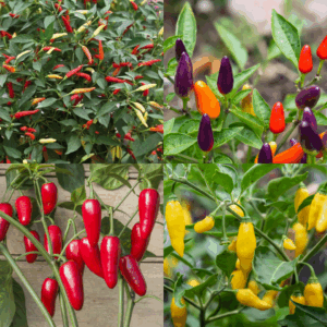 Full Heat Range Pepper Bundle