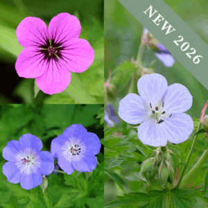 'Geranium' Collection