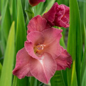 Gladiolus Corms