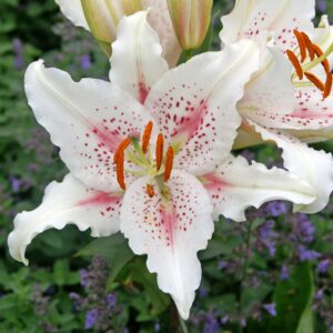 Lilium Bulbs