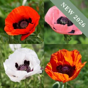 Papaver 'Oriental Mix'