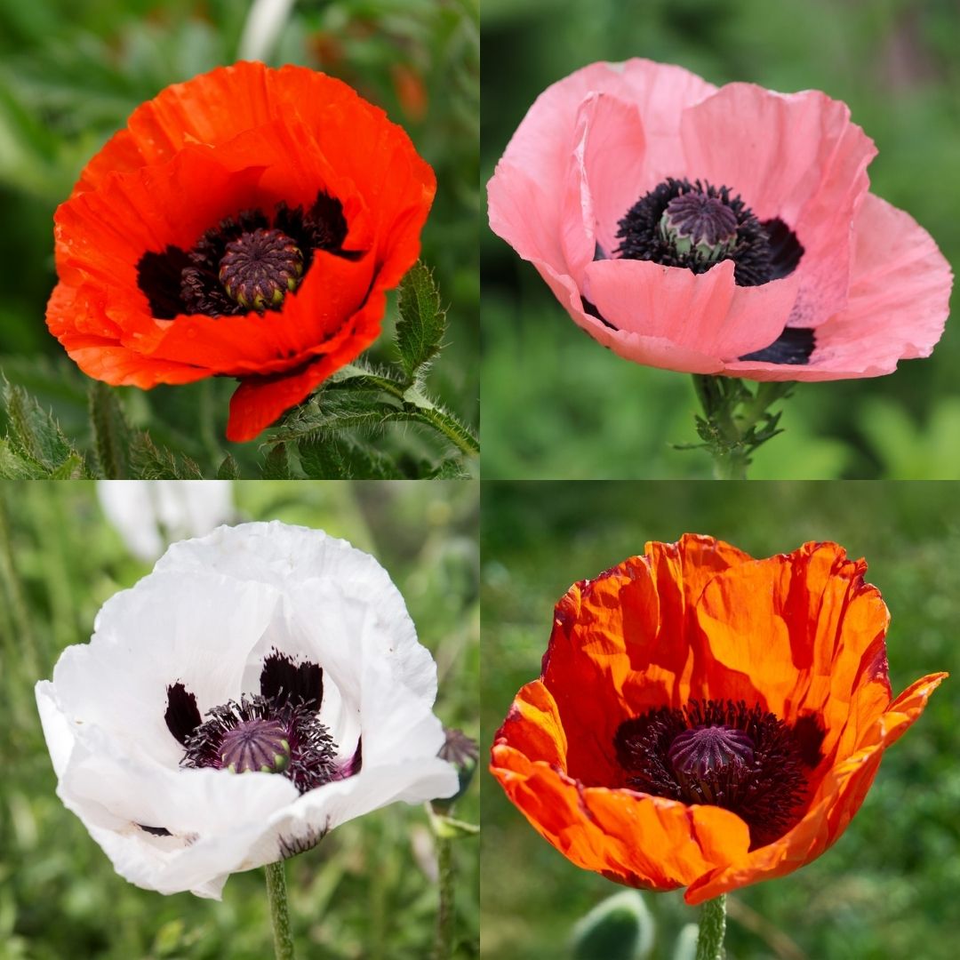 Papaver 'Oriental Mix'