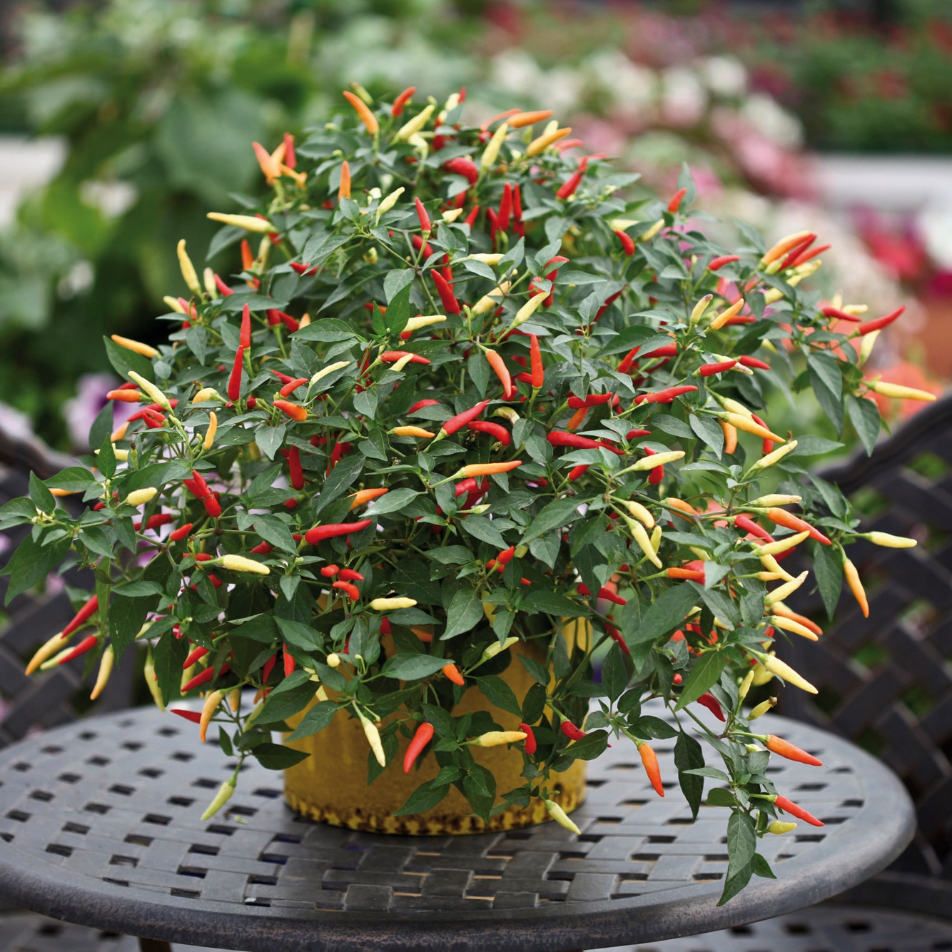 Pepper Basket of Fire 01 sq