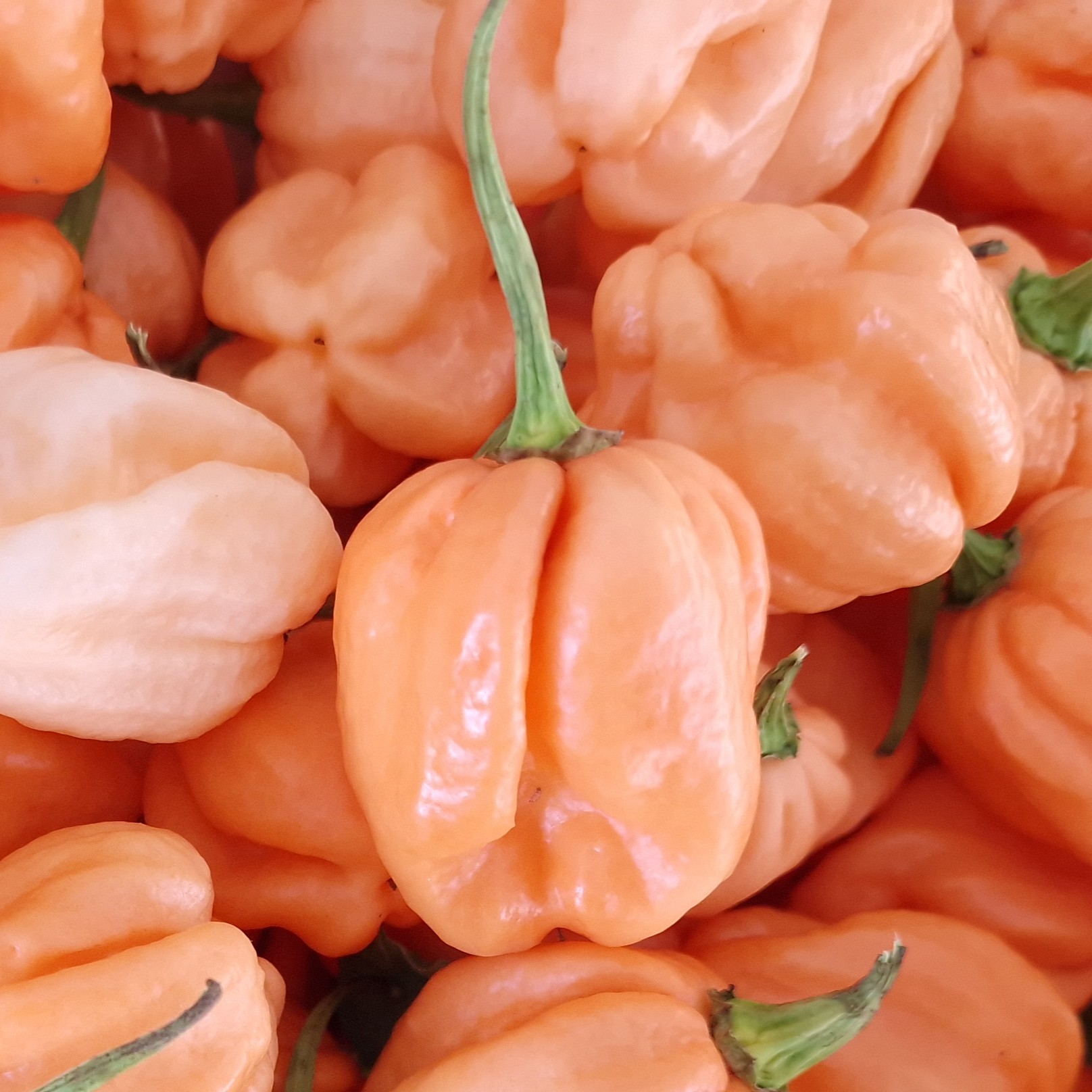 Pepper - Hot - 7 Pot Pink - 2 - 121125 - RD SQ