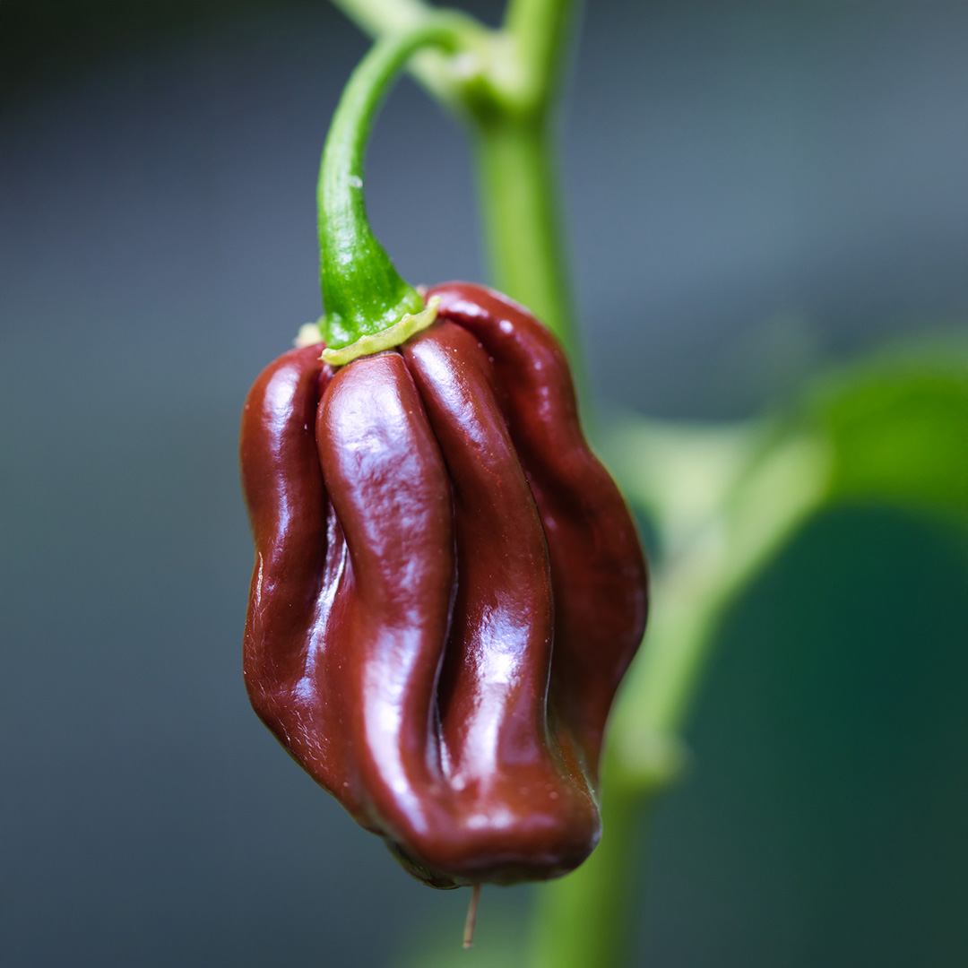 Pepper Hot - Habanero Chocolate - 4 - 251125 - iStock SQ PS