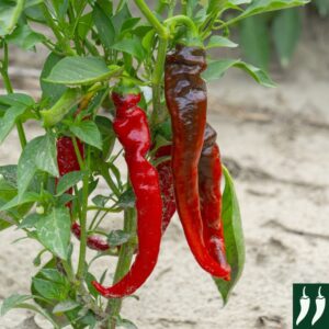 Hot Pepper 'Hot Portugal' Organic