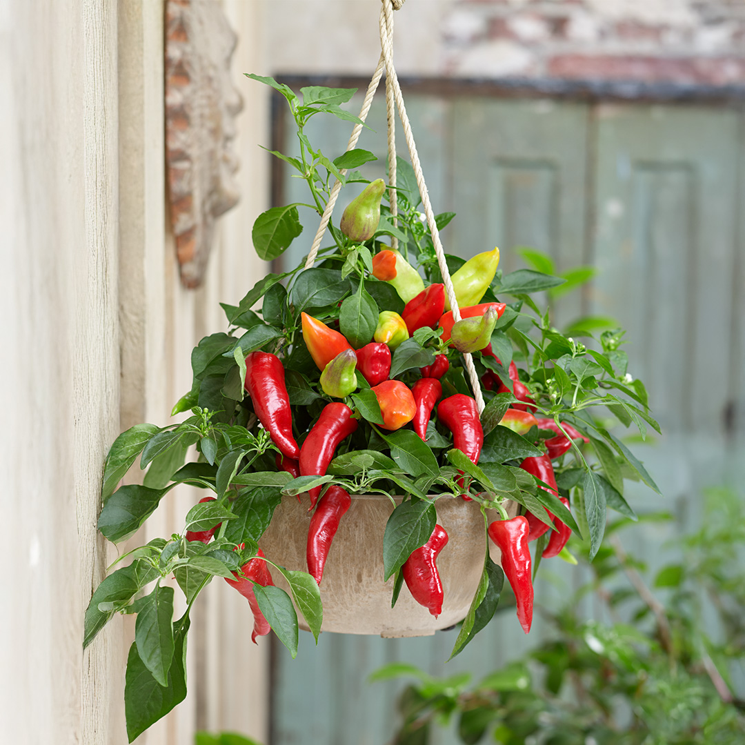 Pepper Hot - Ponky Jane Red - 1 - 141125 - ProVeg SQ PS