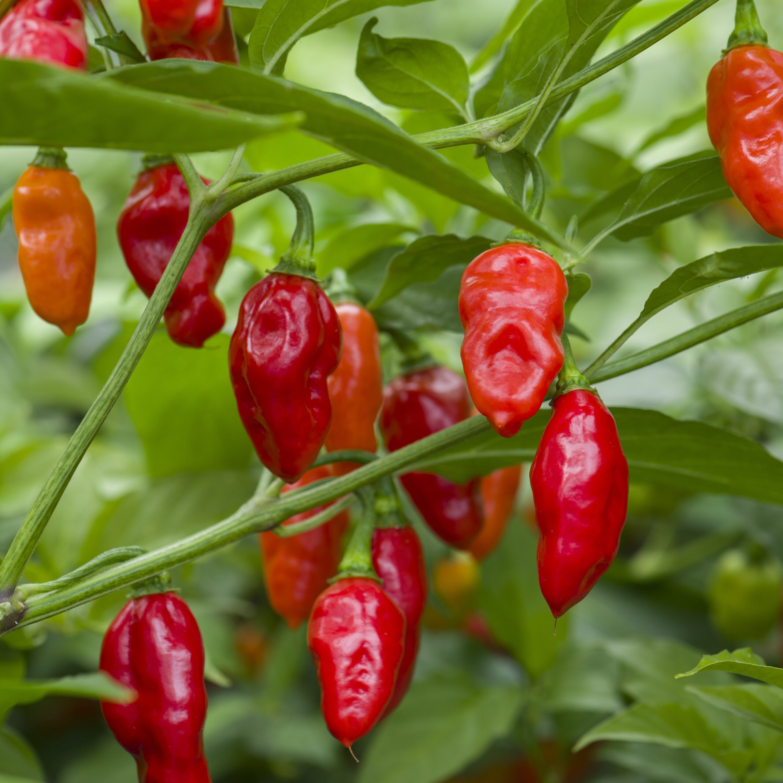 Pepper 'Scotch Bonnet'