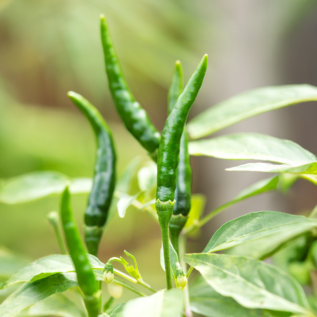 Pepper Hot - Sparky - 1 - 231225 - iStock SQ PS