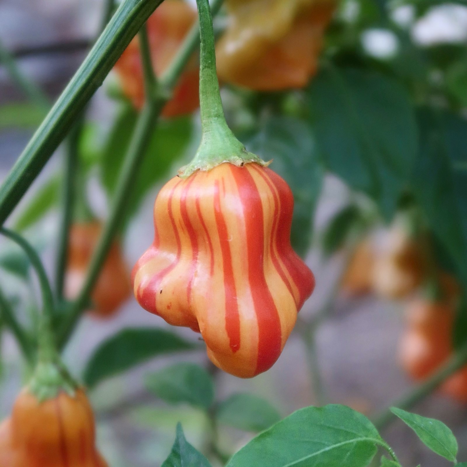 Pepper Hot - Zebrange - 7 - 261125 - RD SQ