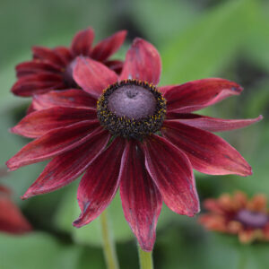 Rudbeckia Hirta Cherry Brandy