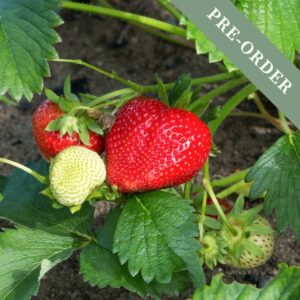 Strawberry 'Elsanta'