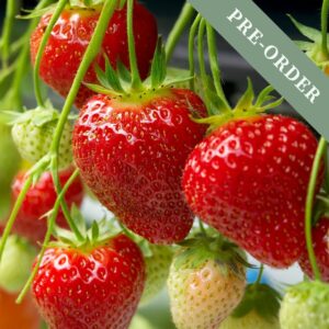 Strawberry 'Honeoye'