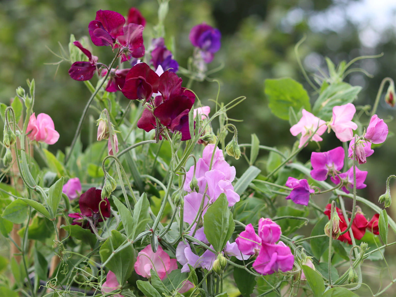 Colourful mixed sweet peas in a cottage garden
