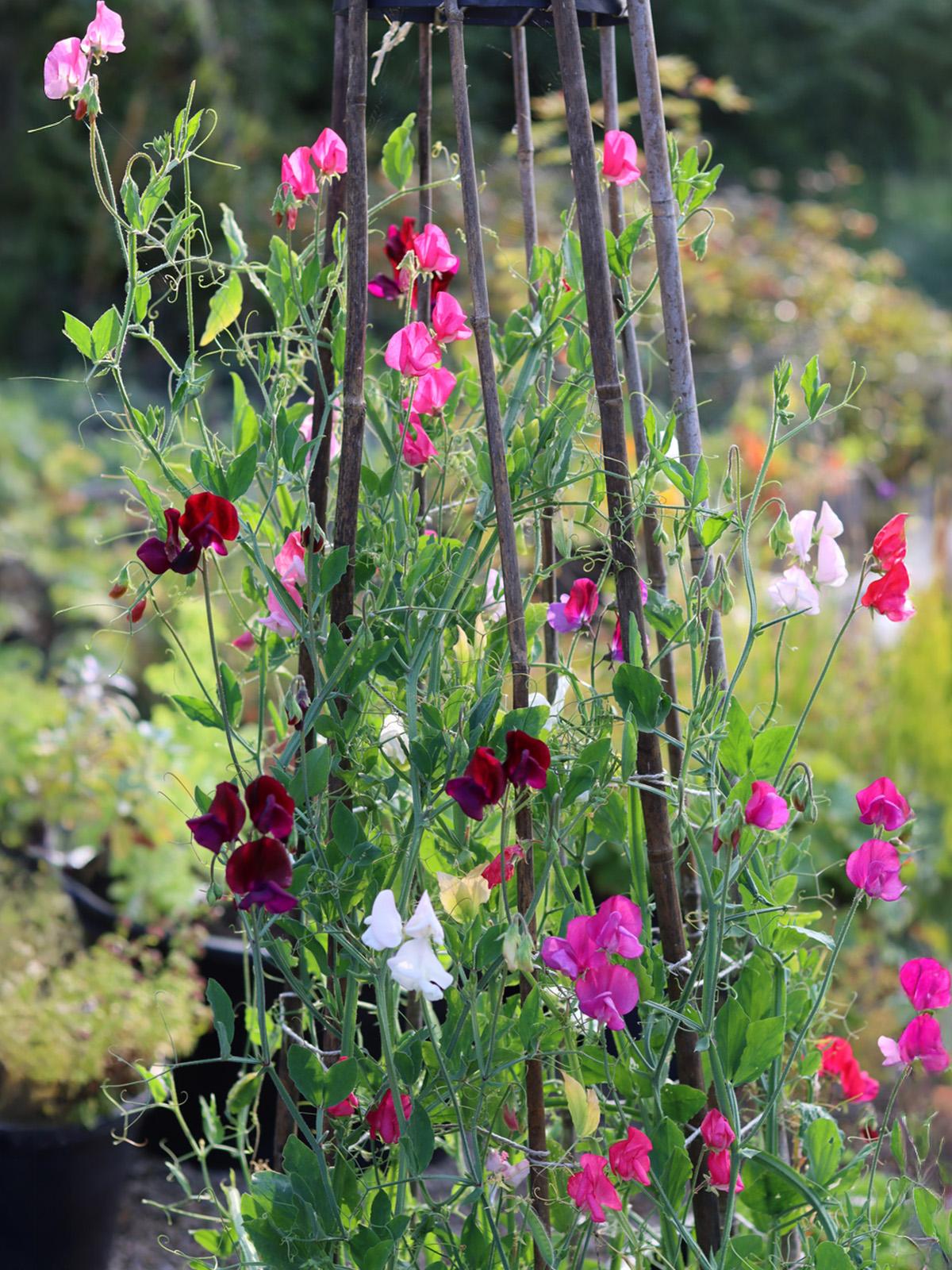 Colourful sweet pea flowers growing on a bamboo frame in the garden