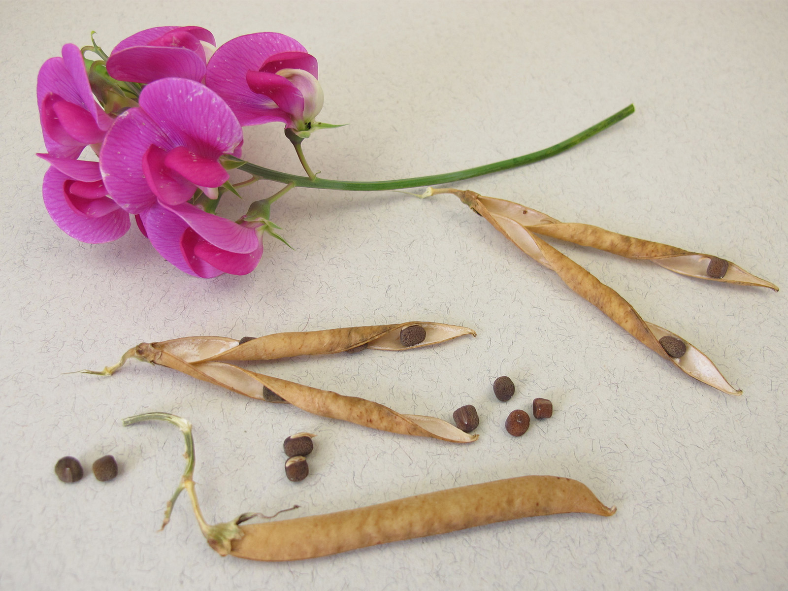 Harvested sweet pea seeds with dried pods and a pink flower