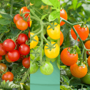 Tomato Container Bundle