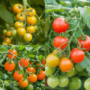 Tomato Container Bundle