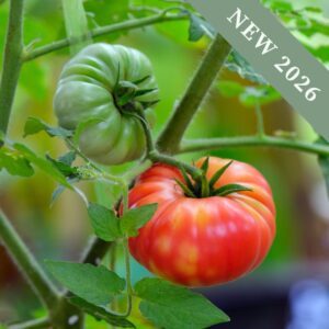 Tomato Marmande Superprecoce