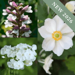 'White Border' Collection